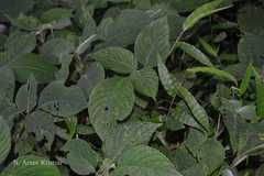 Strobilanthes heyneanus